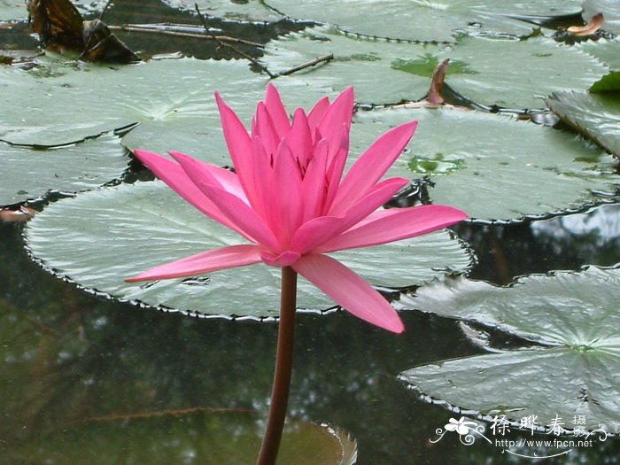 柔毛齿叶睡莲Nymphaea lotus var. pubescens
