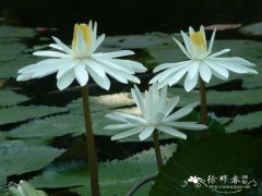 齿叶睡莲 Nymphaea lotus