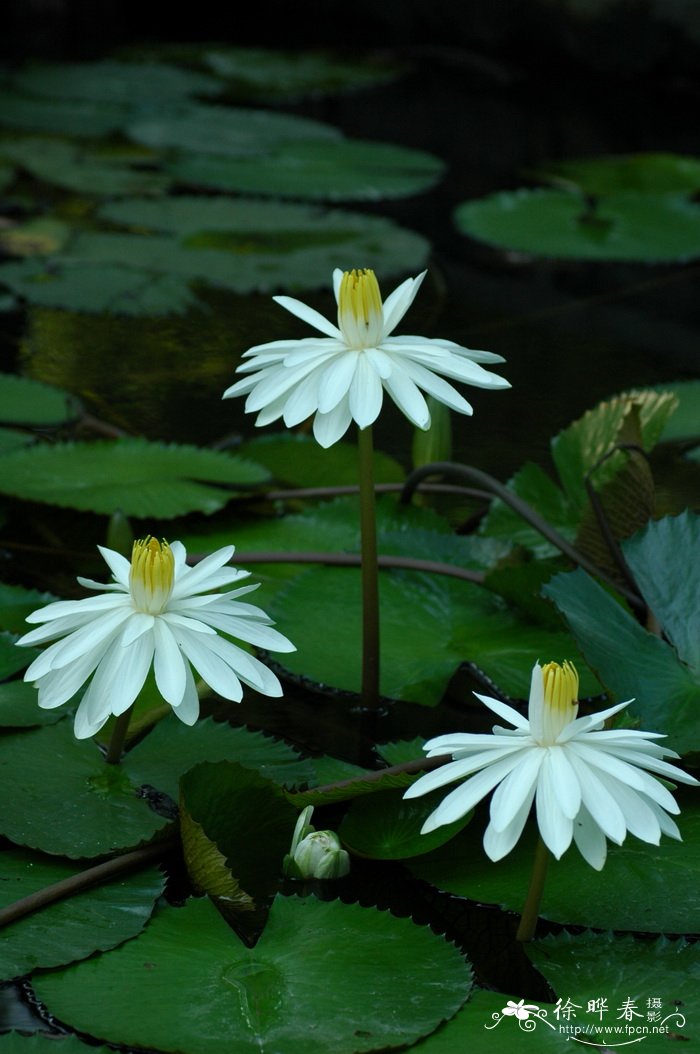 齿叶睡莲 Nymphaea lotus
