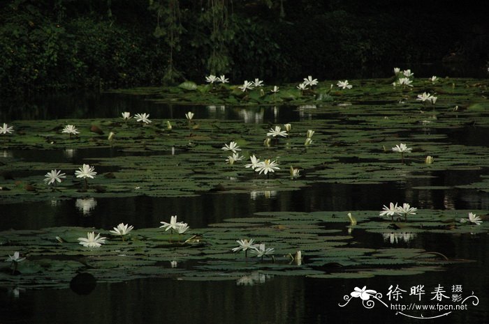 齿叶睡莲 Nymphaea lotus