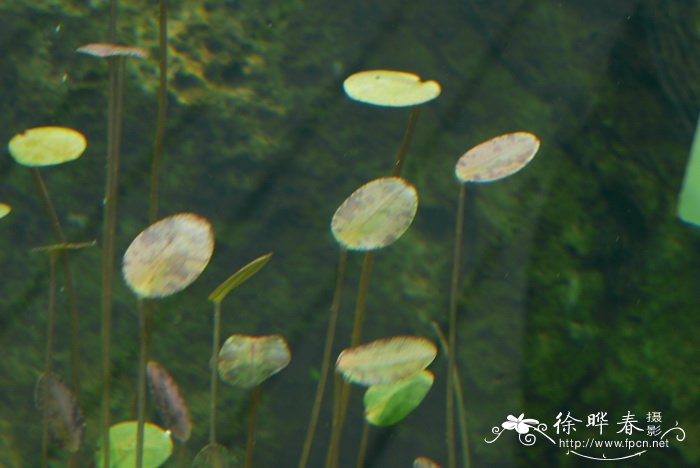 虎斑睡莲Nymphaea maculata