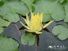 黄睡莲Nymphaea mexicana