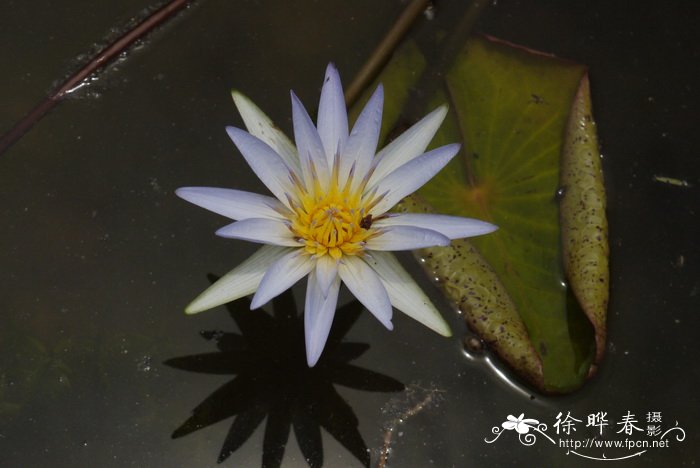 延药睡莲 Nymphaea stellata 延药睡莲 Nymphaea stellata
