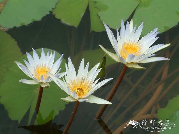 延药睡莲 Nymphaea stellata 延药睡莲 Nymphaea stellata