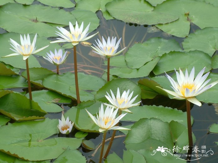 延药睡莲 Nymphaea stellata