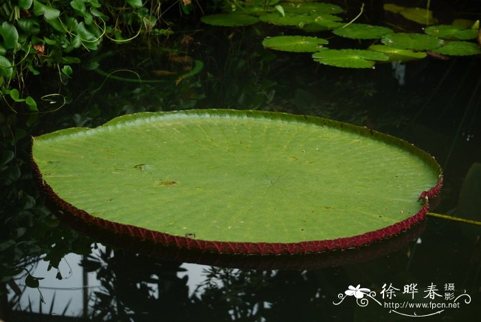 长木王莲Victoria ‘Longwood Hybrid’