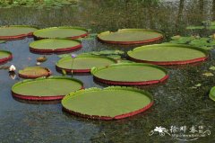 亚马逊王莲 Victoria amazonica