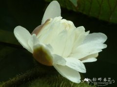 克鲁兹王莲Victoria cruziana