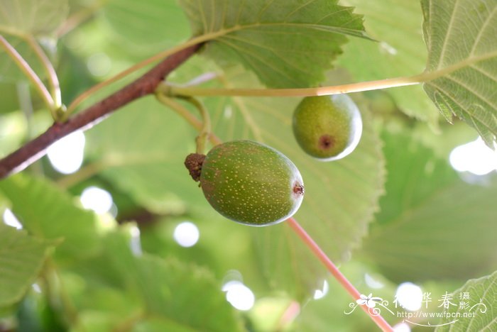 珙桐 Davidia involucrata 珙桐 Davidia involucrata
