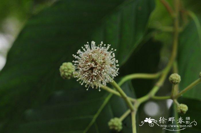 喜树Camptotheca acuminata 喜树Camptotheca acuminata