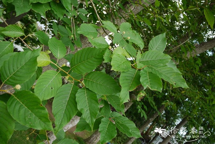 喜树Camptotheca acuminata 喜树Camptotheca acuminata
