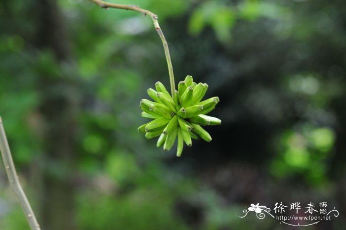 喜树Camptotheca acuminata 喜树Camptotheca acuminata
