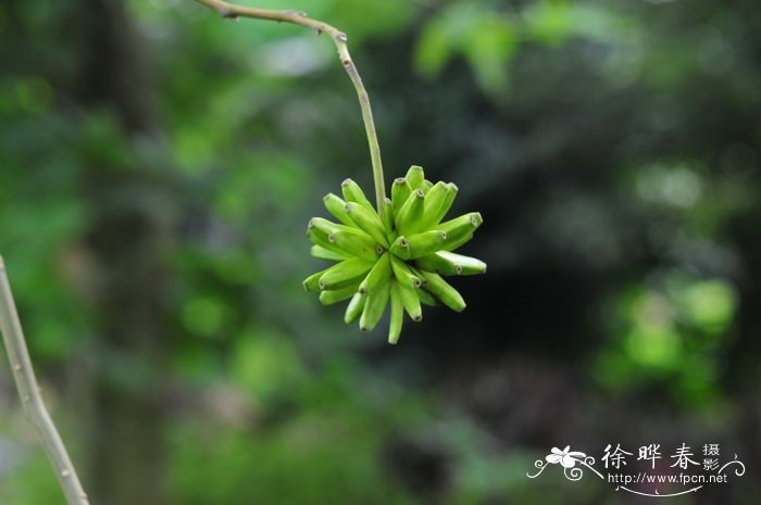 喜树Camptotheca acuminata