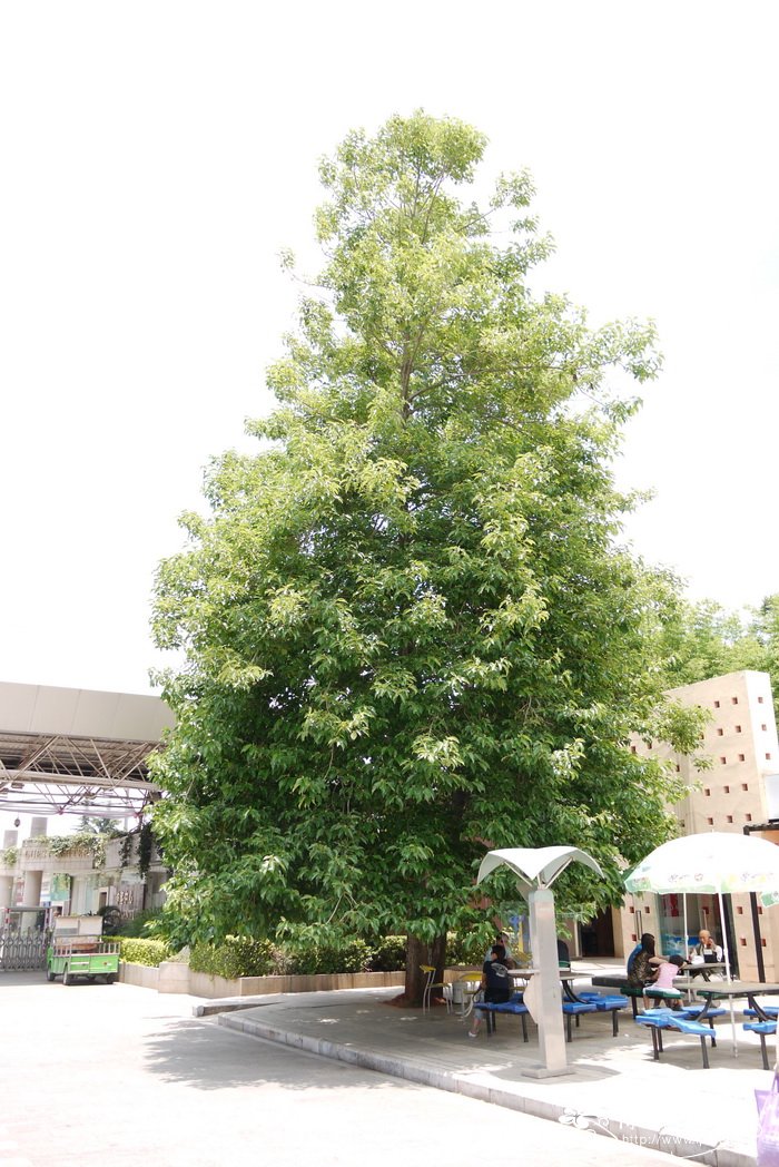 喜树Camptotheca acuminata