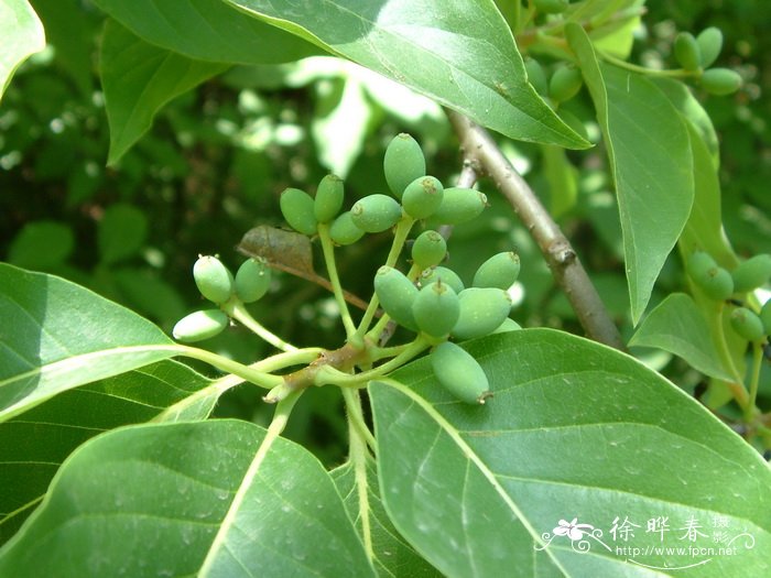 蓝果树Nyssa sinensis 蓝果树Nyssa sinensis