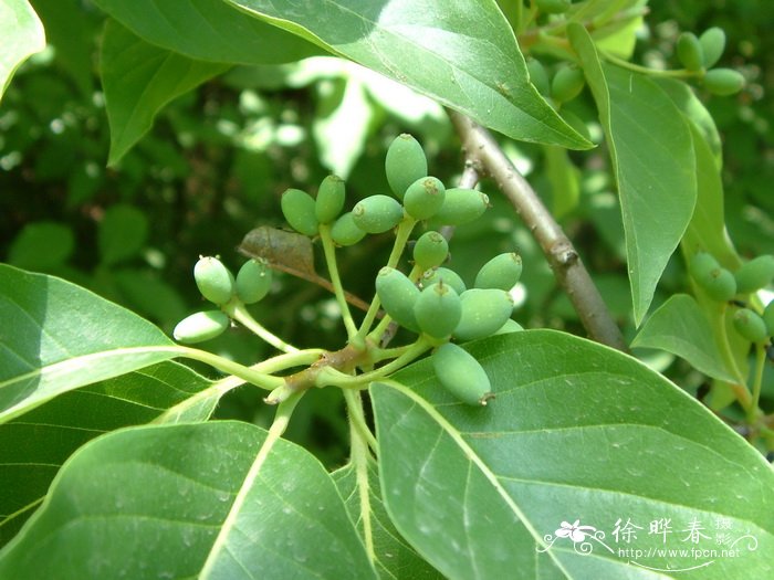 蓝果树Nyssa sinensis