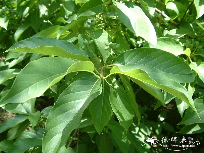 蓝果树Nyssa sinensis