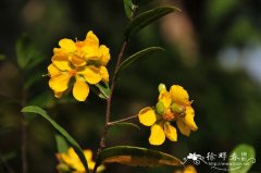 桂叶黄梅Ochna integerrima