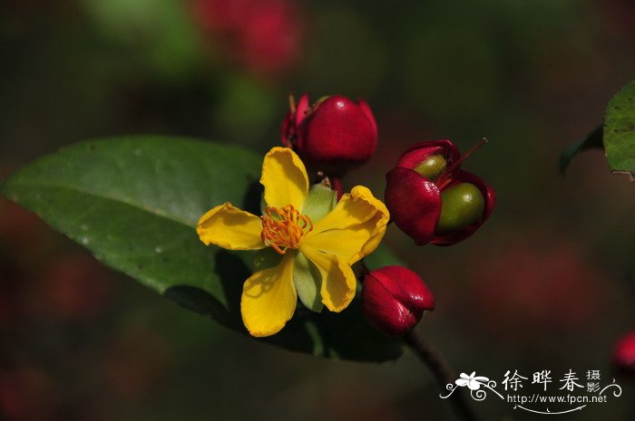 桂叶黄梅Ochna integerrima 桂叶黄梅Ochna integerrima