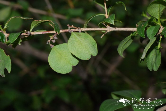 翅果连翘Abeliophyllum distichum 翅果连翘Abeliophyllum distichum
