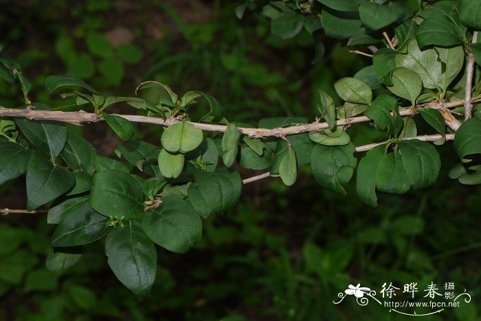 翅果连翘Abeliophyllum distichum 翅果连翘Abeliophyllum distichum