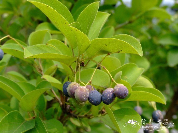 流苏树 Chionanthus retusus