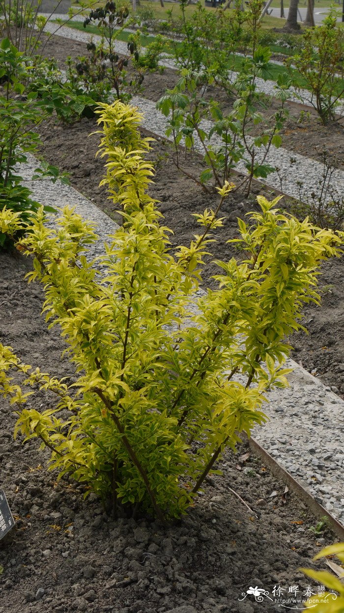 黄金时代美国金钟连翘Forsythia × intermedia ' Golden Times '