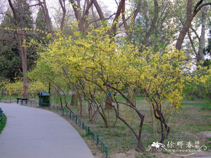 连翘Forsythia suspensa