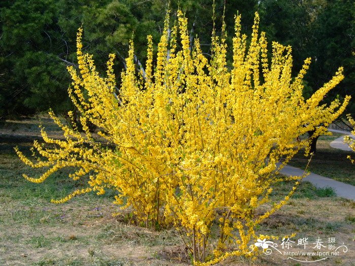 连翘Forsythia suspensa