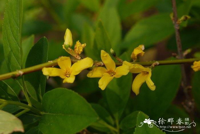 金钟花Forsythia viridissima