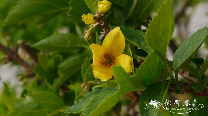 金露丝美国金钟连翘Forsythia × intermedia 'Gold Rausch'