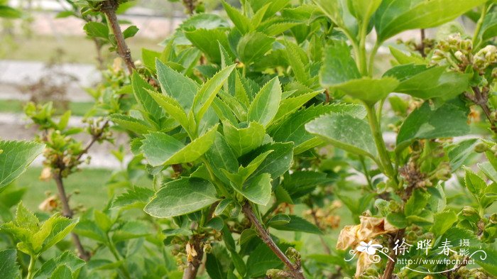 金露丝美国金钟连翘Forsythia × intermedia 'Gold Rausch'