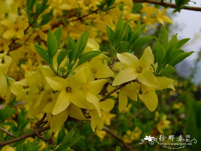 连翘Forsythia suspensa