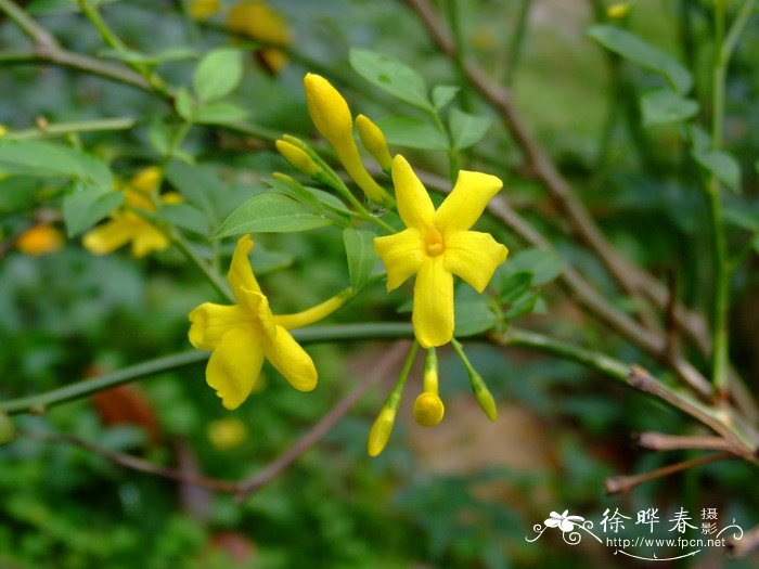 探春Jasminum floridum 探春Jasminum floridum