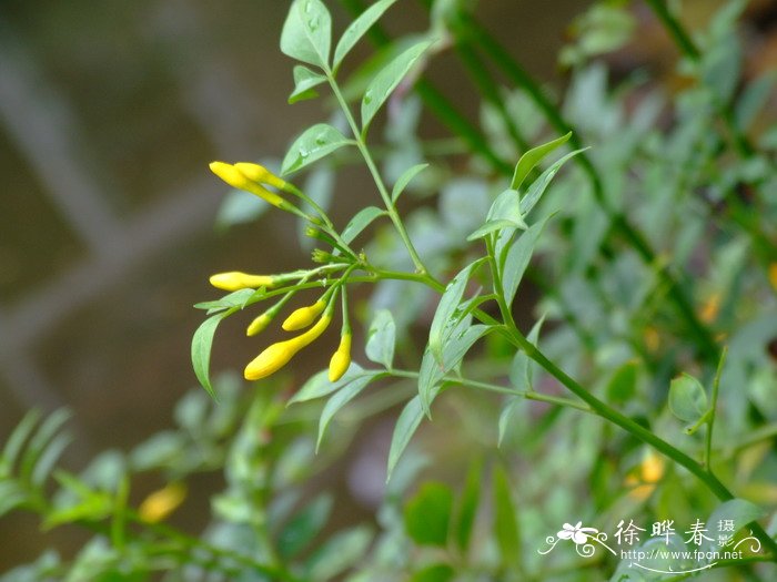 探春Jasminum floridum