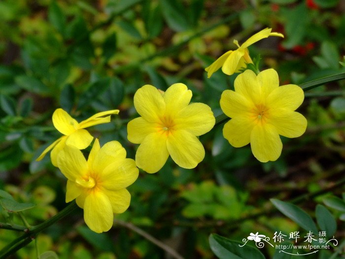 云南素馨Jasminum mesnyi 云南素馨Jasminum mesnyi