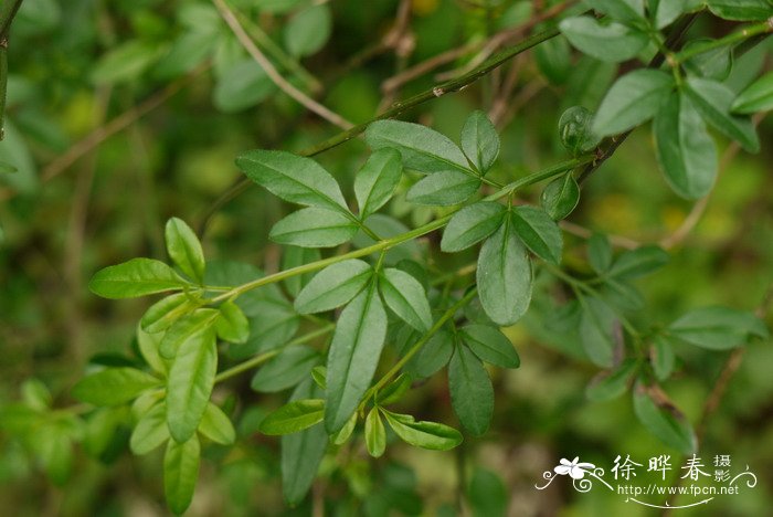 云南素馨Jasminum mesnyi 云南素馨Jasminum mesnyi