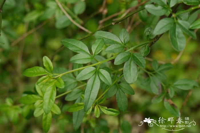 云南素馨Jasminum mesnyi