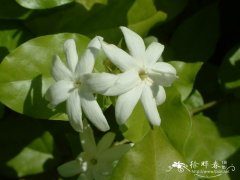 毛茉莉Jasminum multiflorum