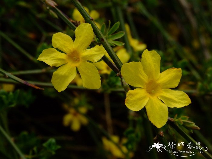 迎春 Jasminum nudiflorum
