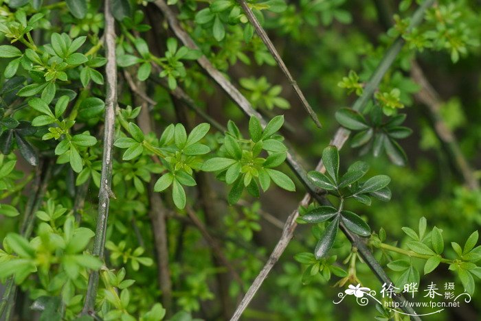 迎春 Jasminum nudiflorum