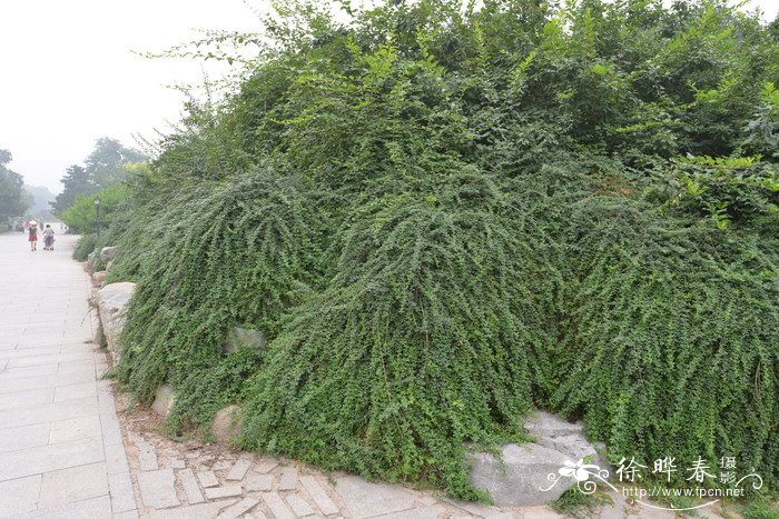迎春 Jasminum nudiflorum