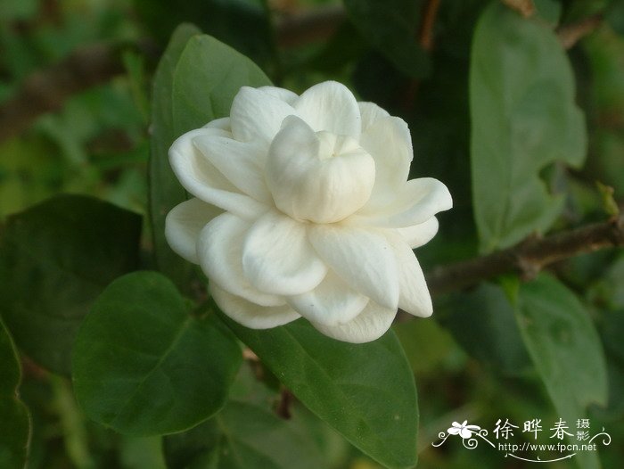 茉莉 Jasminum sambac