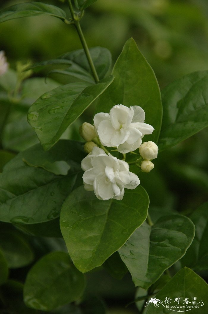 茉莉 Jasminum sambac