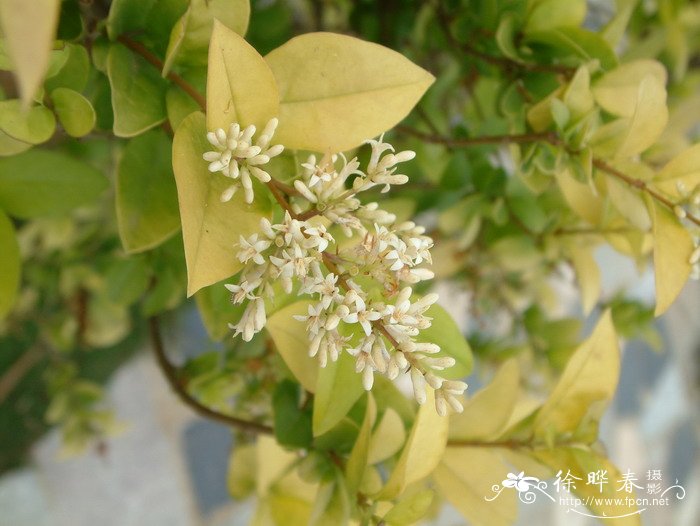 金叶女贞Ligustrum × vicaryi 金叶女贞Ligustrum × vicaryi