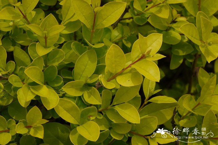 金叶女贞Ligustrum × vicaryi 金叶女贞Ligustrum × vicaryi