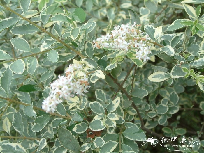 花叶女贞Ligustrum sinense 'Variegatum' 花叶女贞Ligustrum sinense 'Variegatum'