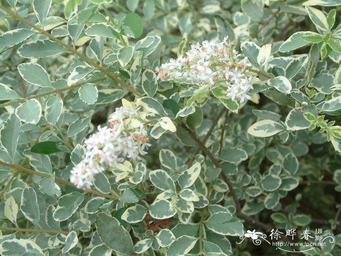 花叶女贞Ligustrum sinense 'Variegatum'