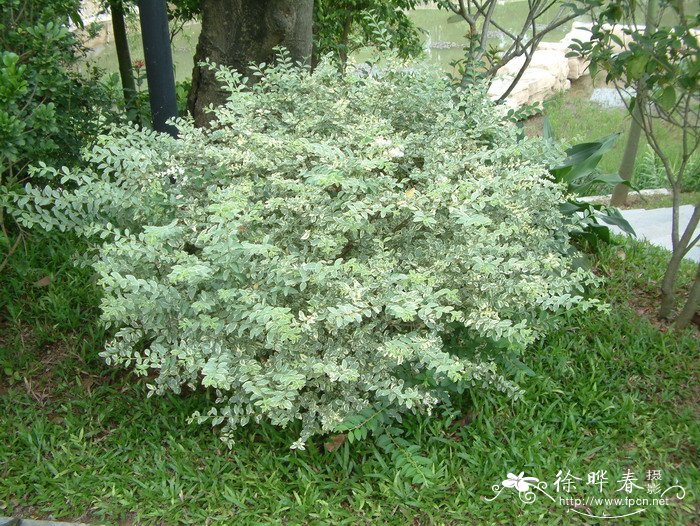 花叶女贞Ligustrum sinense 'Variegatum' 花叶女贞Ligustrum sinense 'Variegatum'