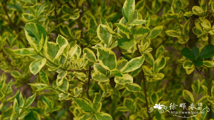 银白卵叶女贞Ligustrum ovalifolium ‘Argenteum’ 银白卵叶女贞Ligustrum ovalifolium ‘Argenteum’